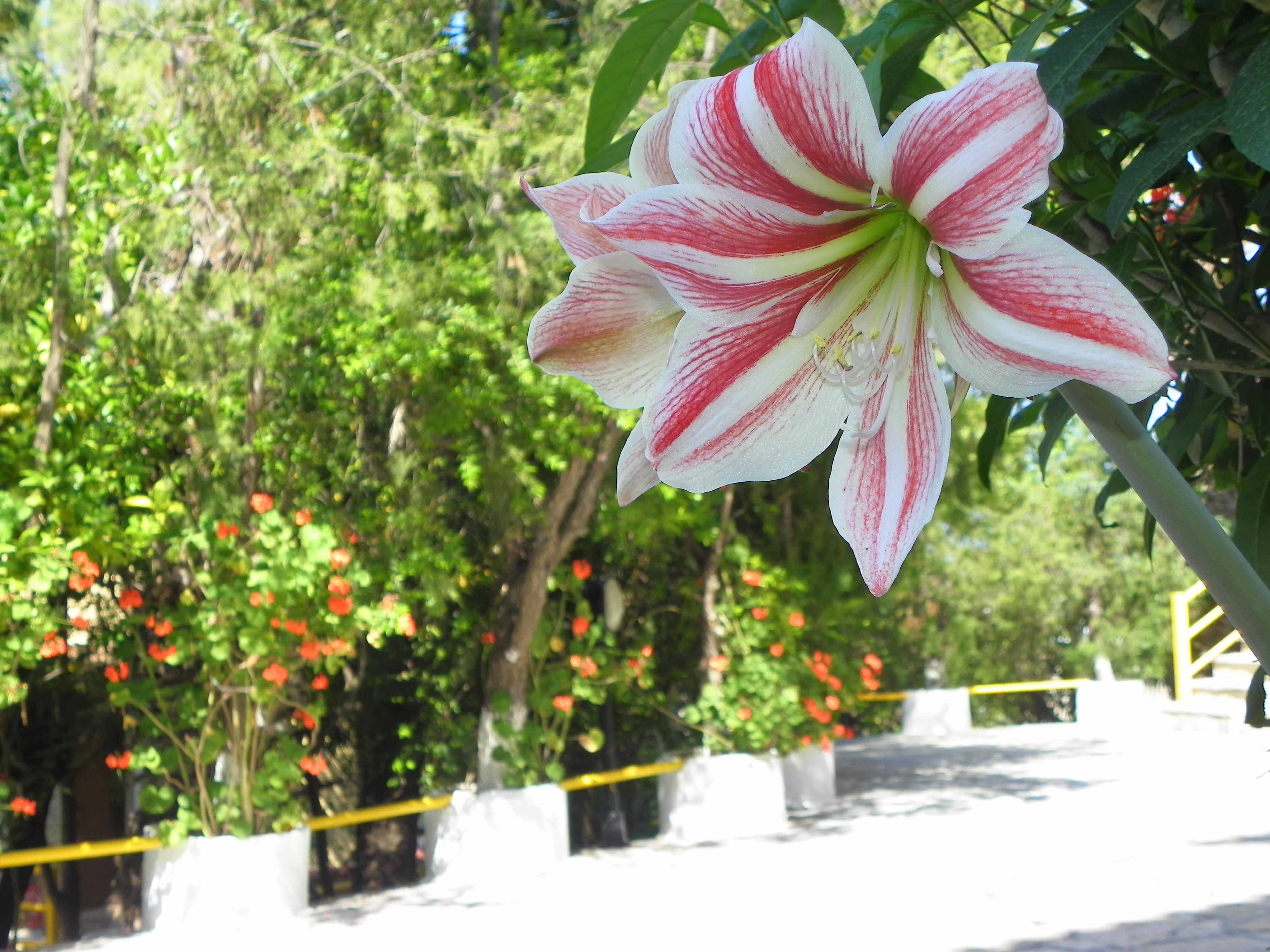 Mirabelle Hotel อาร์กาซี ภายนอก รูปภาพ